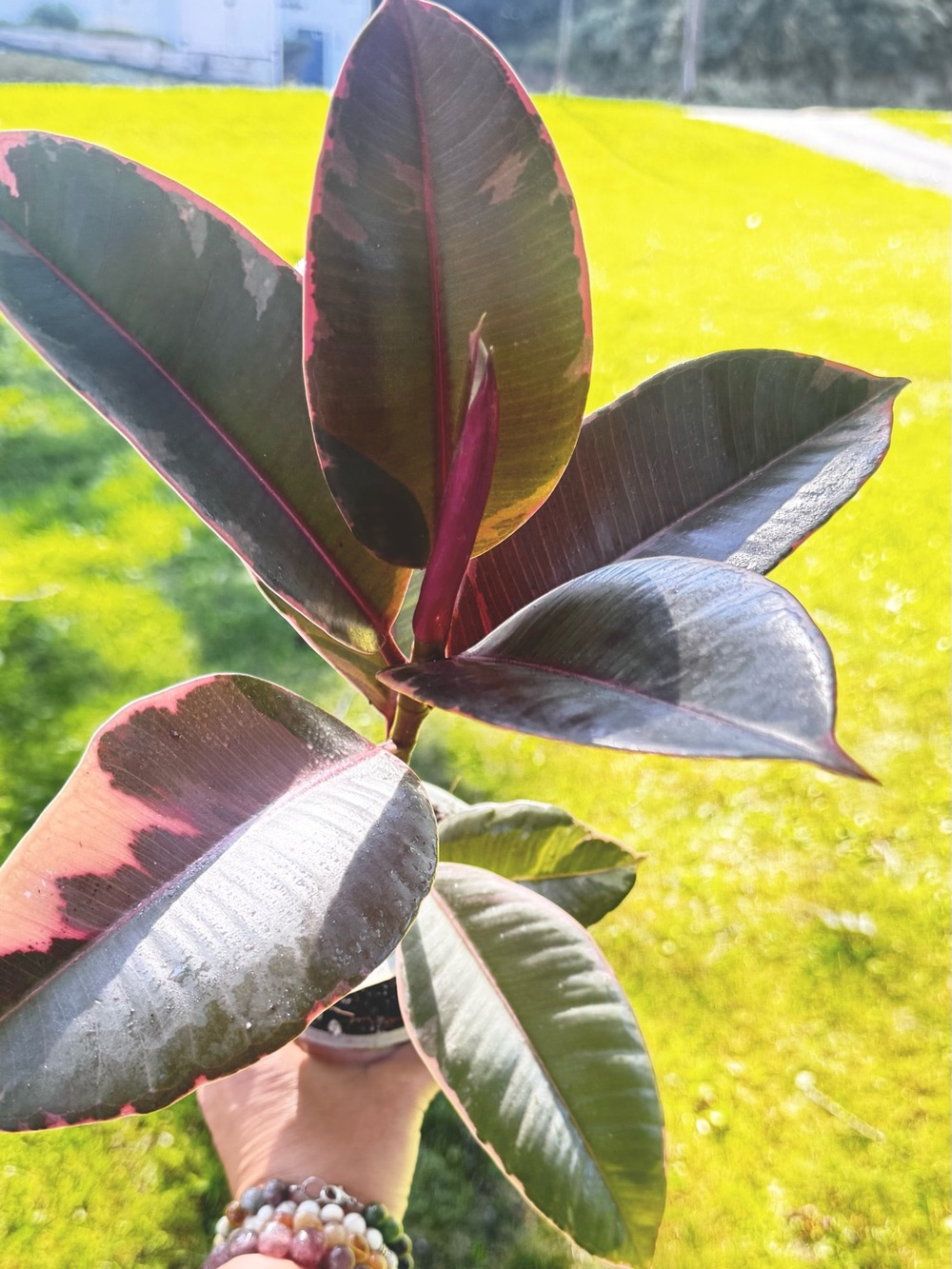 Red Ruby Rubber Plant
Variegated Rubber Tree
4 Inch Pot